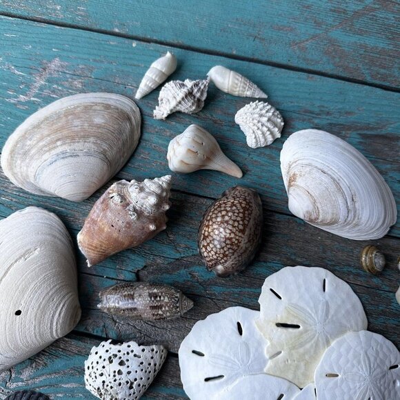 Sea Shells Cypraea Tigris Spike Horned Conch Shell Beach‎ Tropical Lot Of 24 - Picture 6 of 12